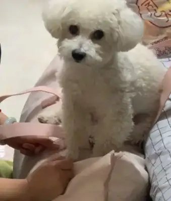 Girls pack bags and leave. Dogs react. It actually knows everything