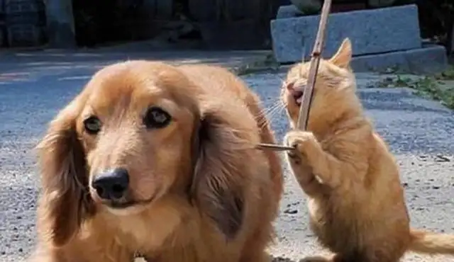 He was walking his dog, and he ran into a hot orange with a dog all the way, like a dog licker