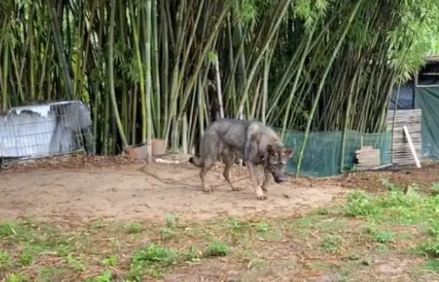 The more strange the farmer buys a stray dog for 200, the more strange it gets, and the more people want to buy 20,000. It's..