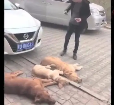 Three golden dogs blackmailed the owner of the car and ordered that he pay for a lot of food