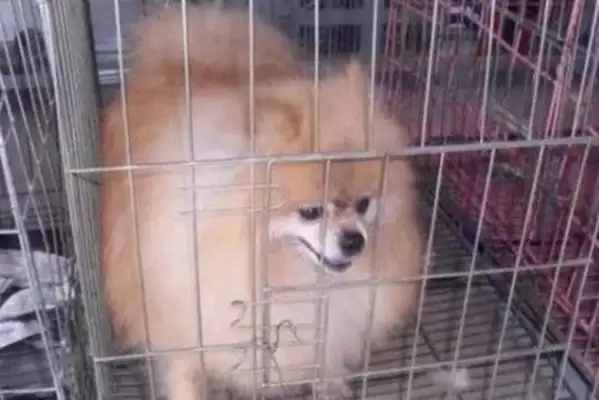 The dog has been abandoned by the master, and his last act has left the master with the liver. Break