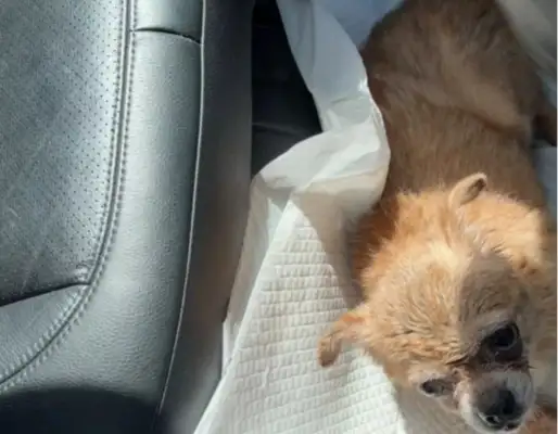 To put a dog to death, a friend of the Internet received the weirdest mission of his life