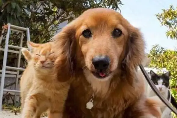 He was walking his dog, and he ran into a hot orange with a dog all the way, like a dog licker