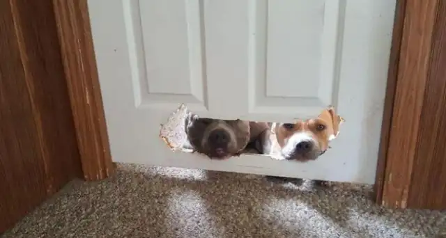 The dogs were caught by their masters by mistake, but they were proud of each other without regret