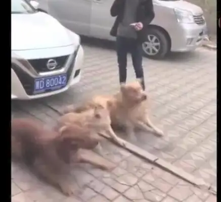 Three golden dogs blackmailed the owner of the car and ordered that he pay for a lot of food