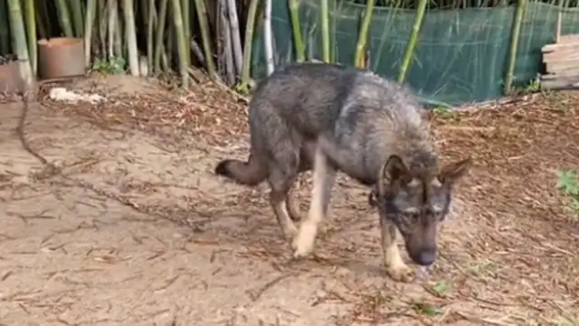 The more strange the farmer buys a stray dog for 200, the more strange it gets, and the more people want to buy 20,000. It's..