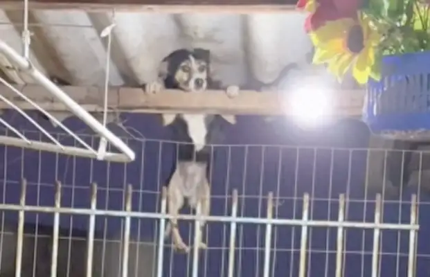 I saw the dog sneak out of the house in the middle of the night