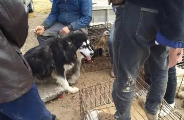 Dogs: Alaska sits on the scales and knows not that he is a flesh dog