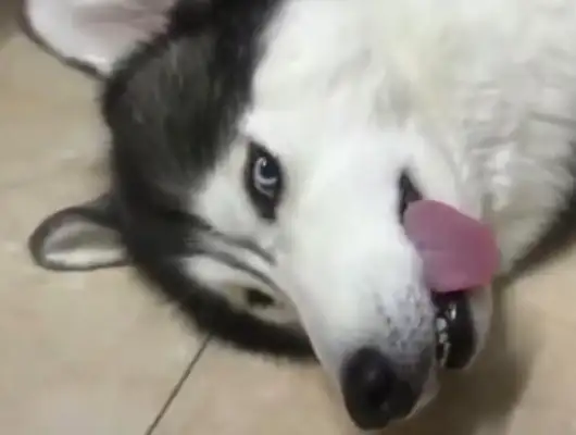 The dog can't hear the call in his sleep. The master calls the dog stupid. The dog is blind