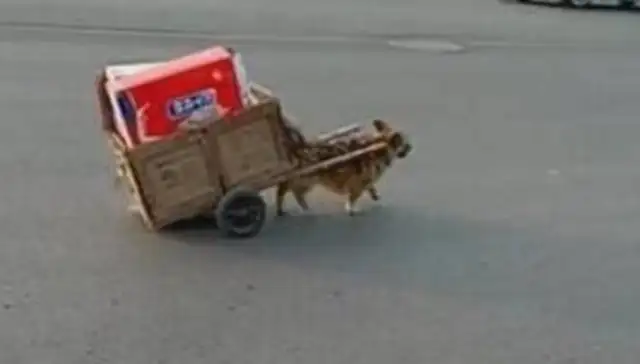 The dog helped the master to collect garbage and make money with the master
