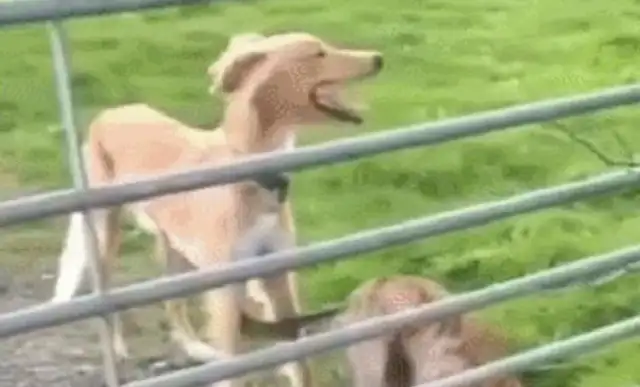 The dog jumped over the fence and his tail was shaking. Are you a helicopter