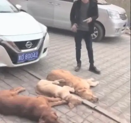 Three golden dogs blackmailed the owner of the car and ordered that he pay for a lot of food
