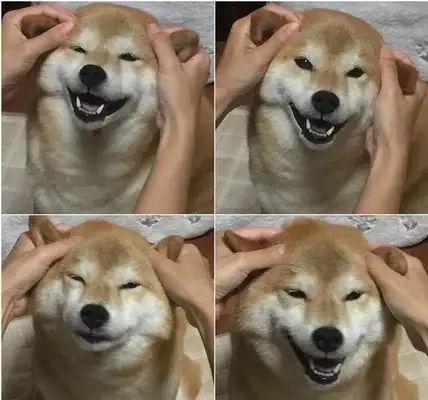 How powerful can a dog be