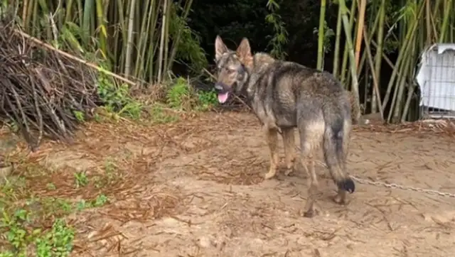 The more strange the farmer buys a stray dog for 200, the more strange it gets, and the more people want to buy 20,000. It's..