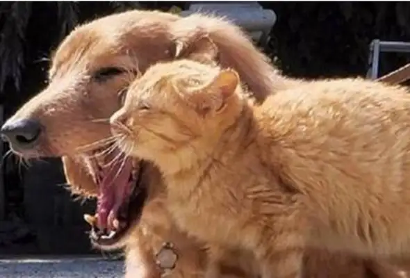 He was walking his dog, and he ran into a hot orange with a dog all the way, like a dog licker