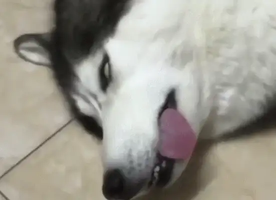 The dog can't hear the call in his sleep. The master calls the dog stupid. The dog is blind