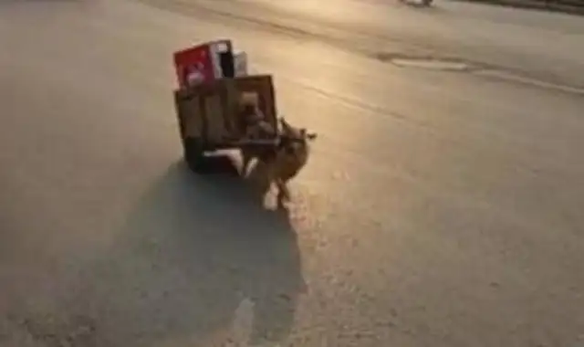 The dog helped the master to collect garbage and make money with the master