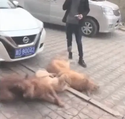 Three golden dogs blackmailed the owner of the car and ordered that he pay for a lot of food