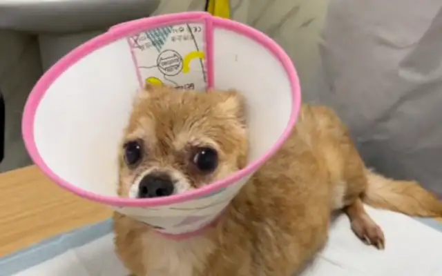To put a dog to death, a friend of the Internet received the weirdest mission of his life