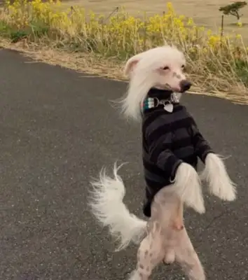 How powerful can a dog be