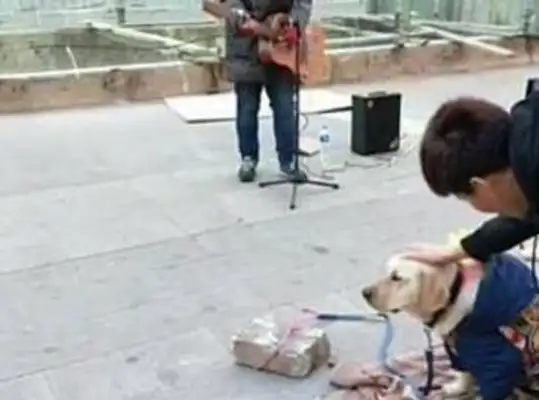 The dog helped the master to collect garbage and make money with the master