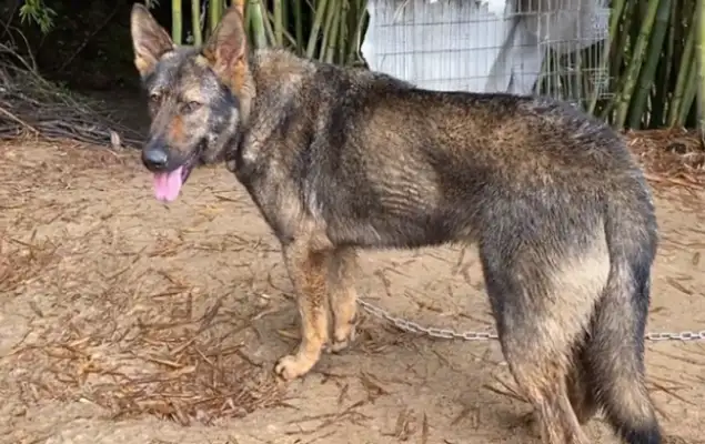 The more strange the farmer buys a stray dog for 200, the more strange it gets, and the more people want to buy 20,000. It's..