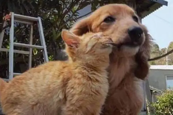 He was walking his dog, and he ran into a hot orange with a dog all the way, like a dog licker