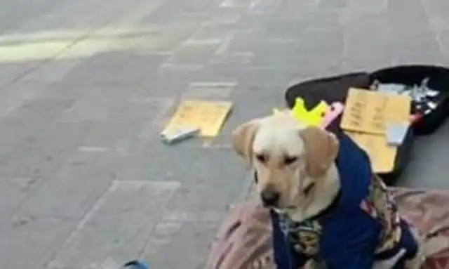 The dog helped the master to collect garbage and make money with the master