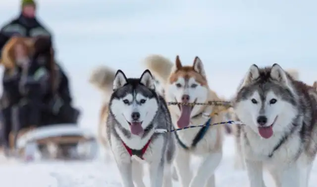 Jilin men led two Haschila sleighs, and the owner was dragged away by dogs