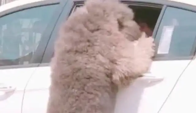 The owner drove home, and the VIP dog ran straight ahead and got down on the window