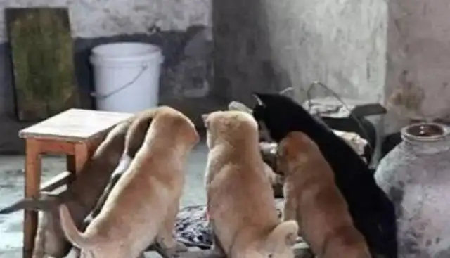 The dog helped the master to collect garbage and make money with the master