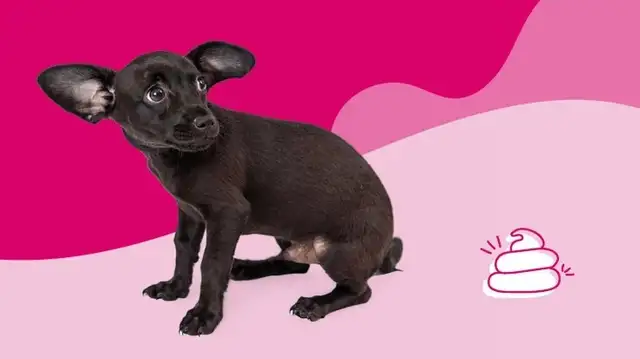 Why is my dog bleeding? Eight possible reasons