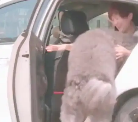 The owner drove home, and the VIP dog ran straight ahead and got down on the window