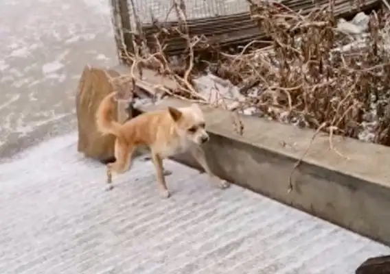 It's a particularly slippery slope in front of the snowy sky. The dog can't climb back