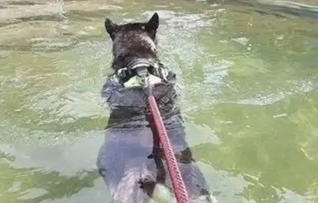 Two weeks have passed, and the owner has found the dog and he's crying