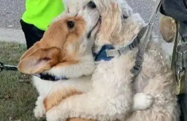 Keep warm along the road! Hot Corkill's hugging a dog