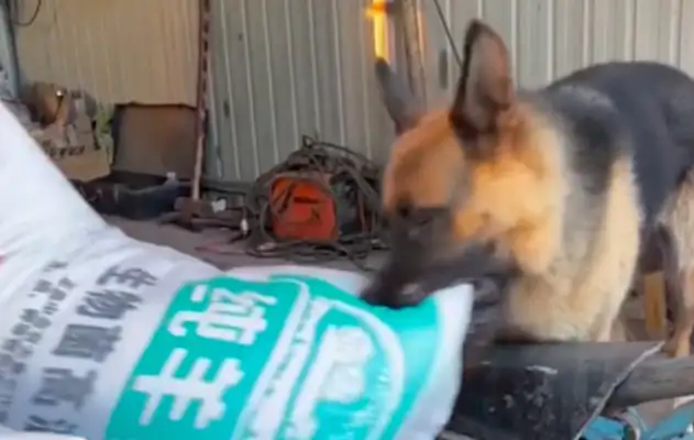 Dogs work as inspectors during the day, doorkeepers at night. No dog food is free