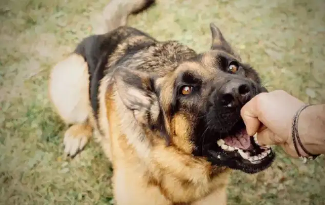 The animal trap eats, does the pet dog eat the master because he's hungry