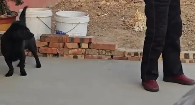Grandma called the dog home and didn't see the dog standing behind her