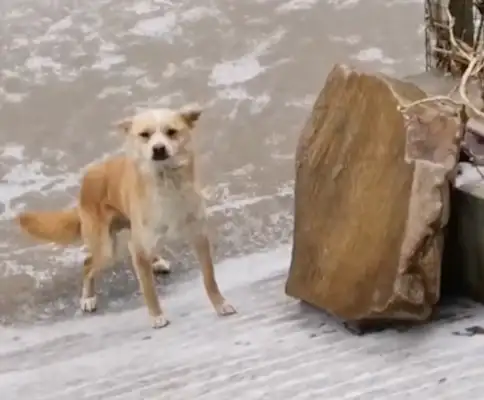 It's a particularly slippery slope in front of the snowy sky. The dog can't climb back