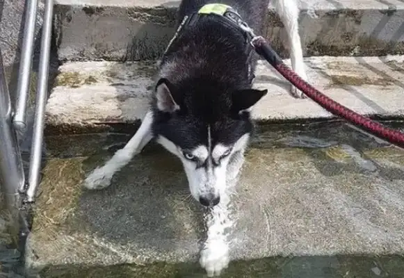 Two weeks have passed, and the owner has found the dog and he's crying