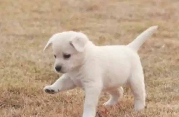 It's amazing. Dogs are heartbroken. They're saved