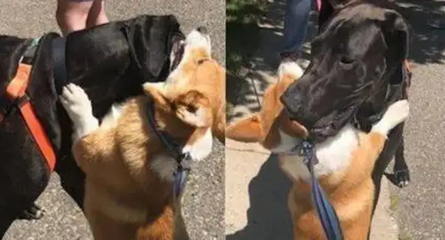 Keep warm along the road! Hot Corkill's hugging a dog