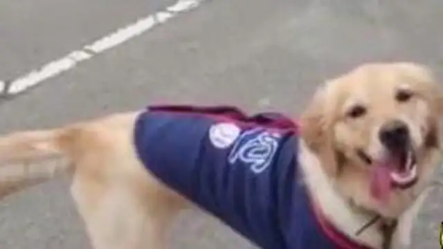 After 13 years of a dog's sudden death, the man's actions were tearing people apart