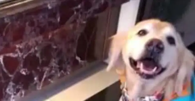 After 13 years of a dog's sudden death, the man's actions were tearing people apart