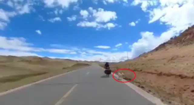The stray dog ran with the boy for three days and three nights, and the boy gave up his trip