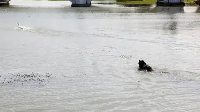 Two weeks have passed, and the owner has found the dog and he's crying