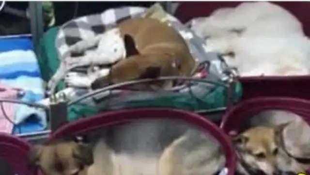 After 13 years of a dog's sudden death, the man's actions were tearing people apart