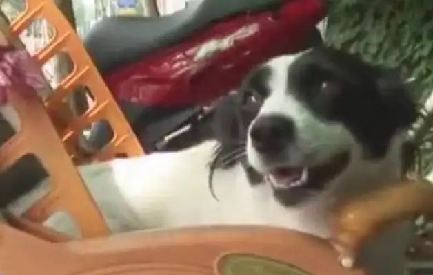 The dog was on the side of the road for days and thought it was a stray dog, but it was another dog