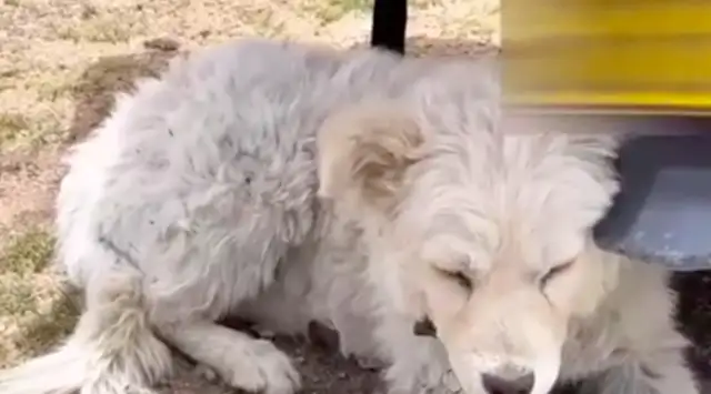 The stray dog ran with the boy for three days and three nights, and the boy gave up his trip